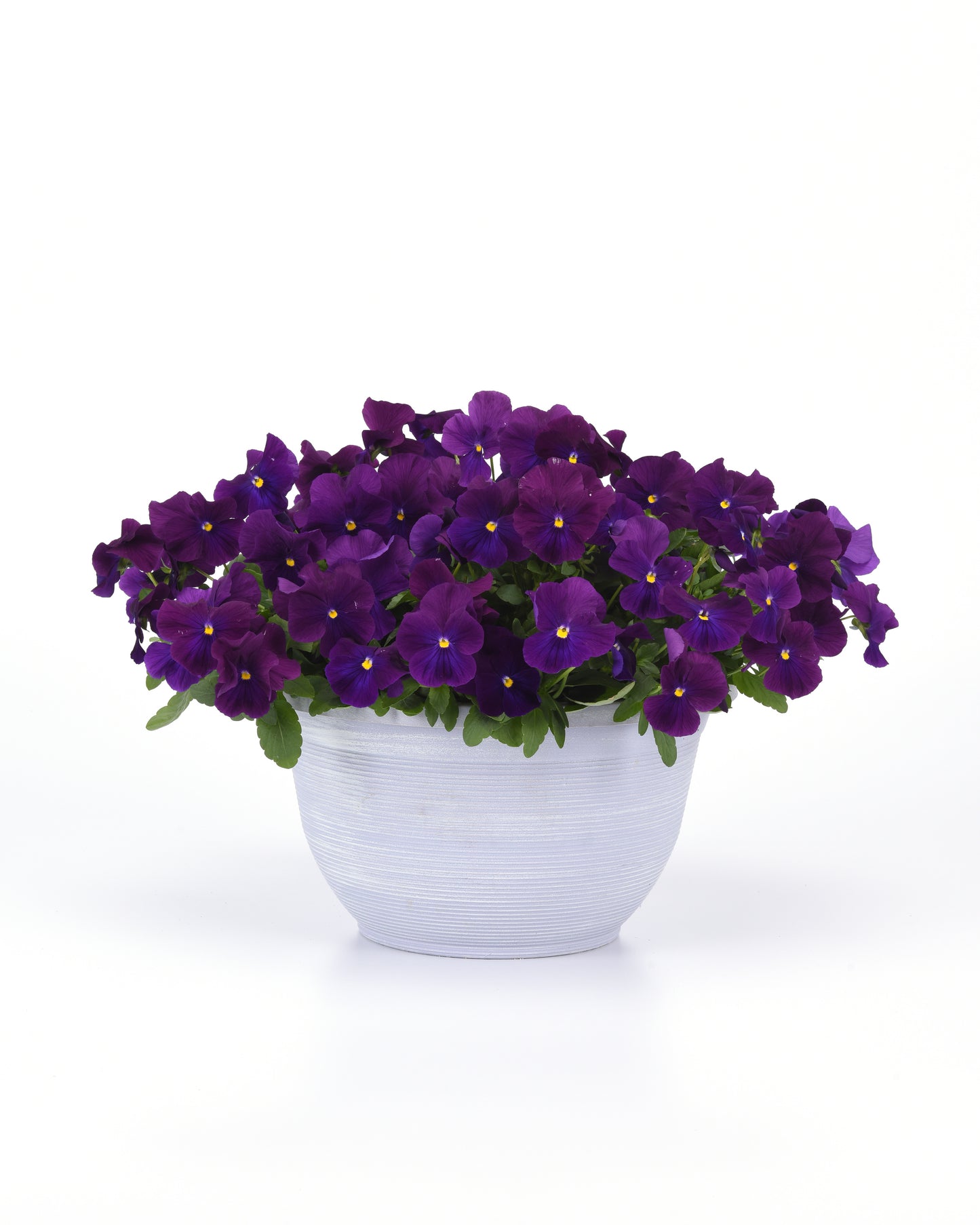Top Wave Violet Pansy Seeds 25 Seeds Trailing Variety
