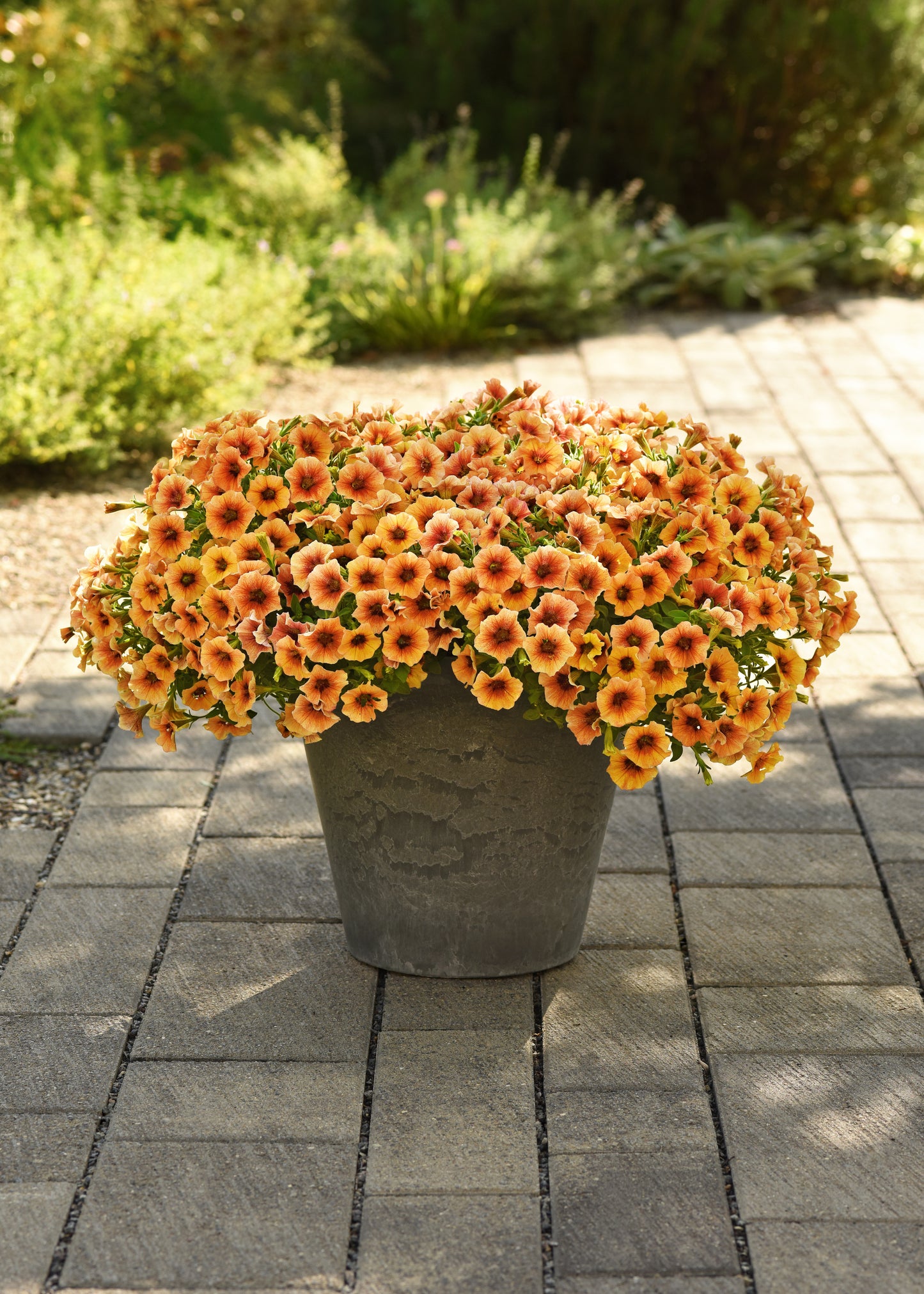 25 Pelleted Seeds Petchoa Caliburst™ New Variety