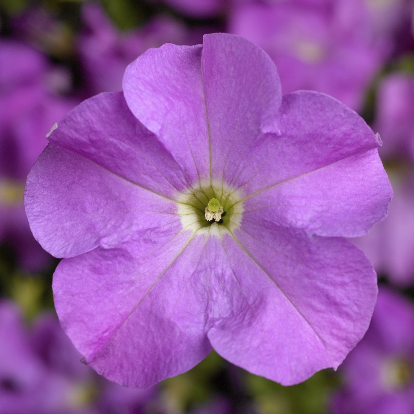 Tritunia Lavender Petunia Seeds 50 thru 1,000 Pelleted Seeds