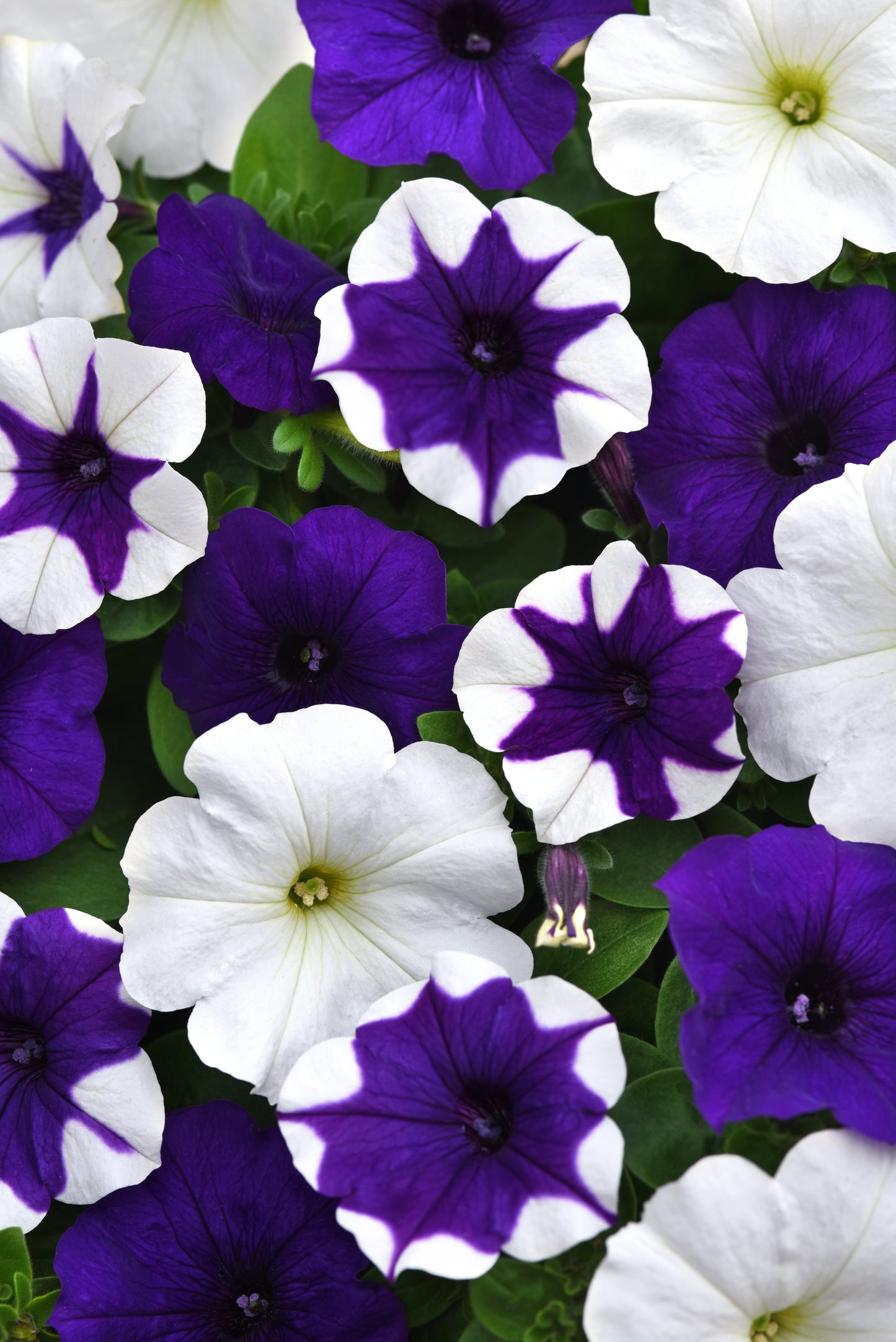 Petunia Seeds E3 Easy Wave® Deja Vu Mix 25 Pelleted Seeds