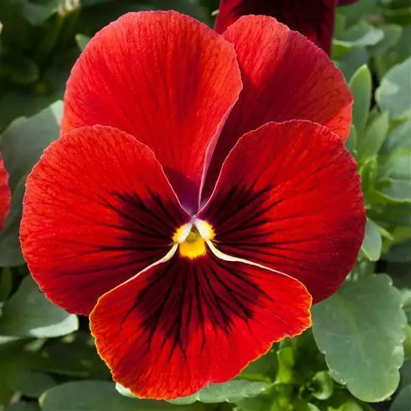 25 Pansy Seeds Freefall XL Scarlet Blotch – Trailing Flower Seeds