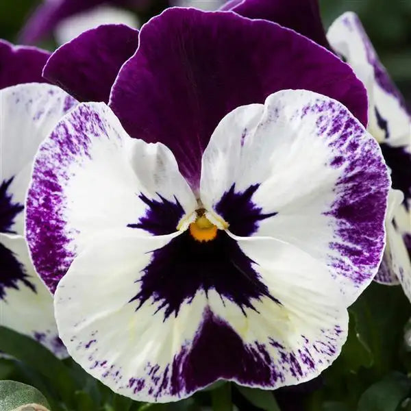 25 Pansy Seeds Freefall XL Victoriana F1 Hybrid – Trailing Flower Seeds