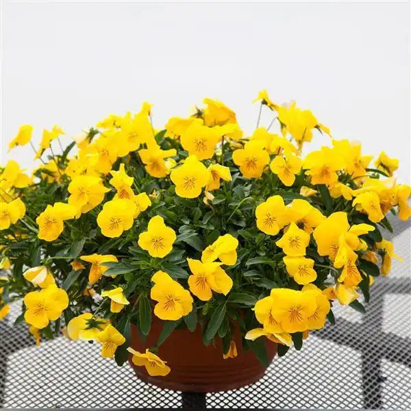 25 Pansy Seeds Freefall XL Golden Yellow – Trailing Flower Seeds