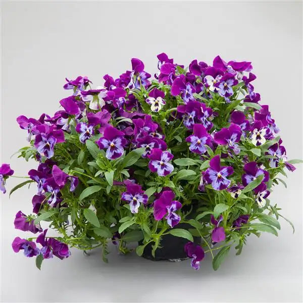 25 Pansy Seeds Freefall XL Purple Face F1 Hybrid – Spreading Flower Seeds