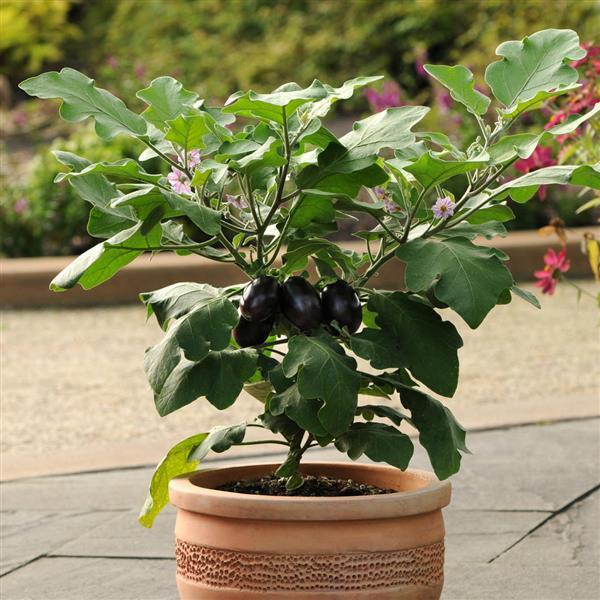 Patio Baby Eggplant Seeds 25 Compact Vegetable Garden Seeds
