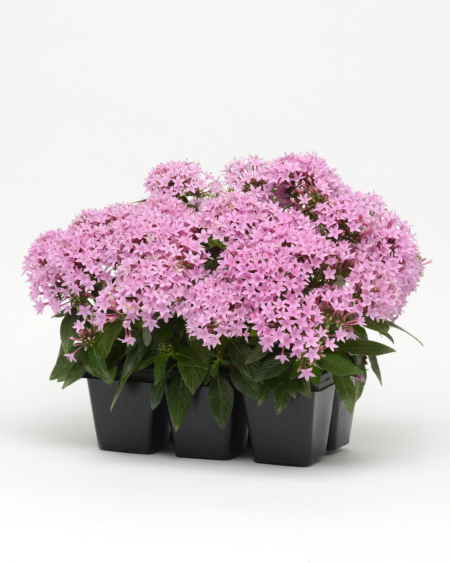 25 Pentas Seeds Lucky Star Lavender | Butterfly & Hummingbird Flowers