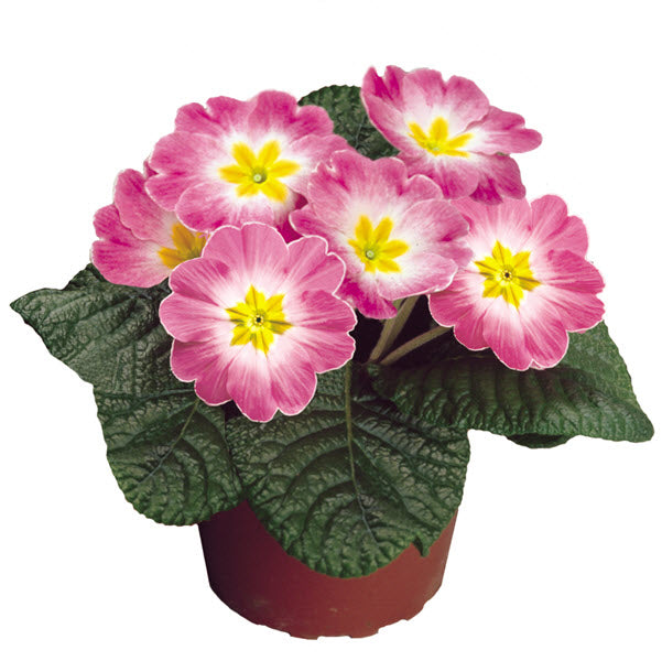 50 Primrose Seeds Primula Seeds Danova Appleblossom Bicolor
