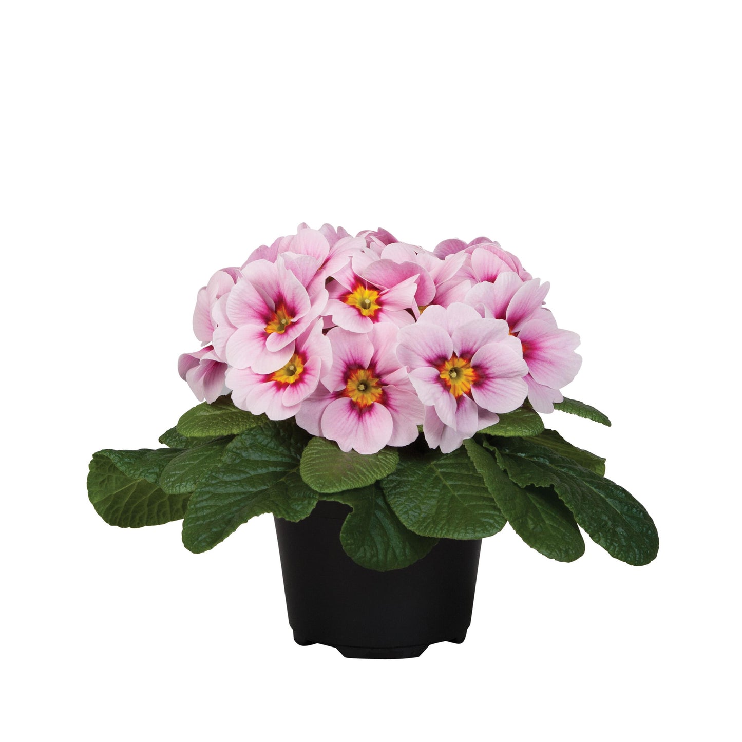 50 Primula Seeds Primrose Paradiso Mid Appleblossom