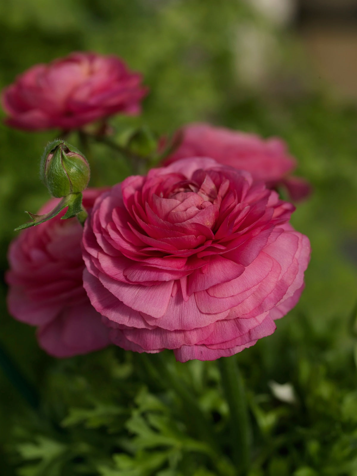 Ranunculus Bloomingdale Rose Shades Seeds – 25 Pelleted Flower Seeds