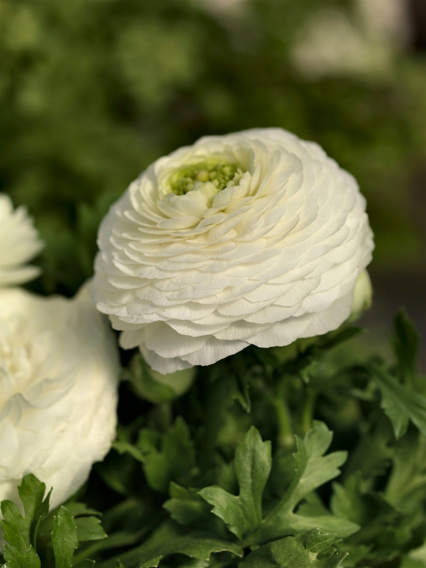 Ranunculus Bloomingdale White Seeds – 25 Pelleted Flower Seeds