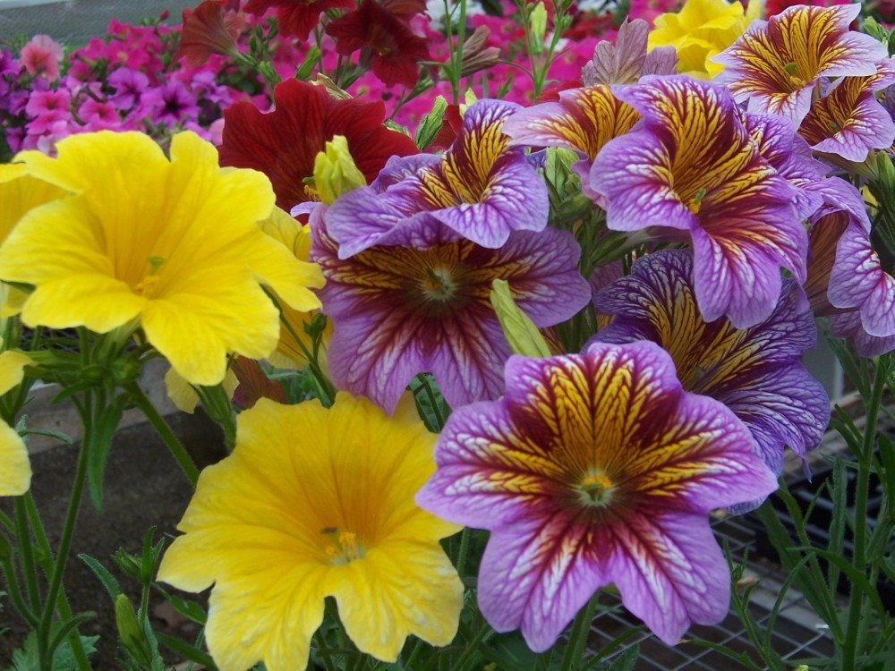 500 Painted Tongue Flower Seeds (Salpiglossis) Flower Seeds