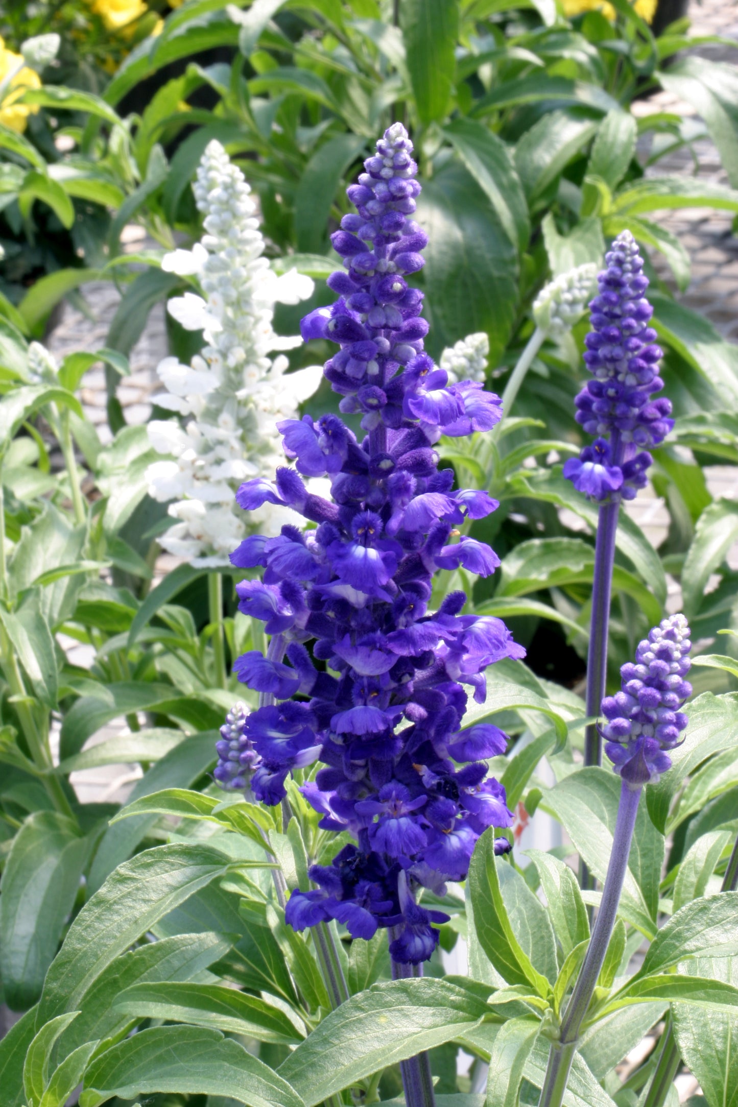Rhea Salvia Seeds 50 Dwarf Salvia farinacea Flower Seeds for Garden & Containers