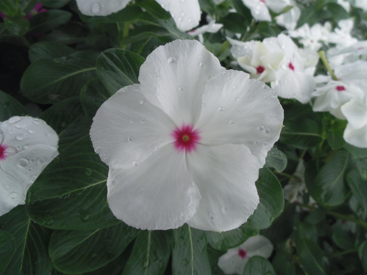 Virtuosa Polka Dot Vinca Seeds – 25 F1 Upright Vinca Flower Seeds