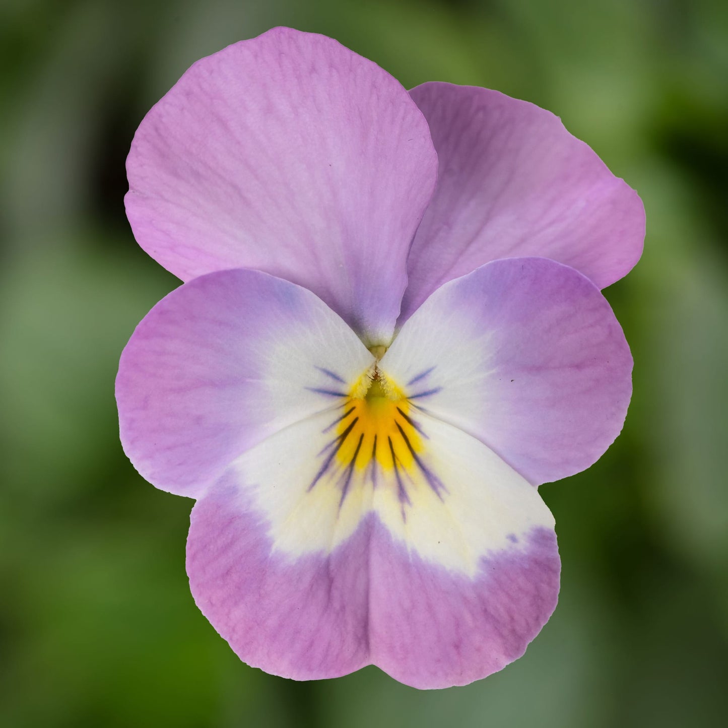 Penny Pro Pink Face Viola Seeds – 25 Premium Flower Seeds