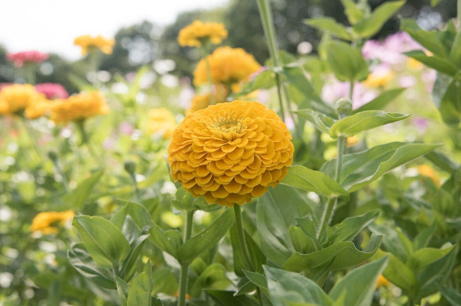 benary flower seeds Zinnia, Benary's Giant Yellow