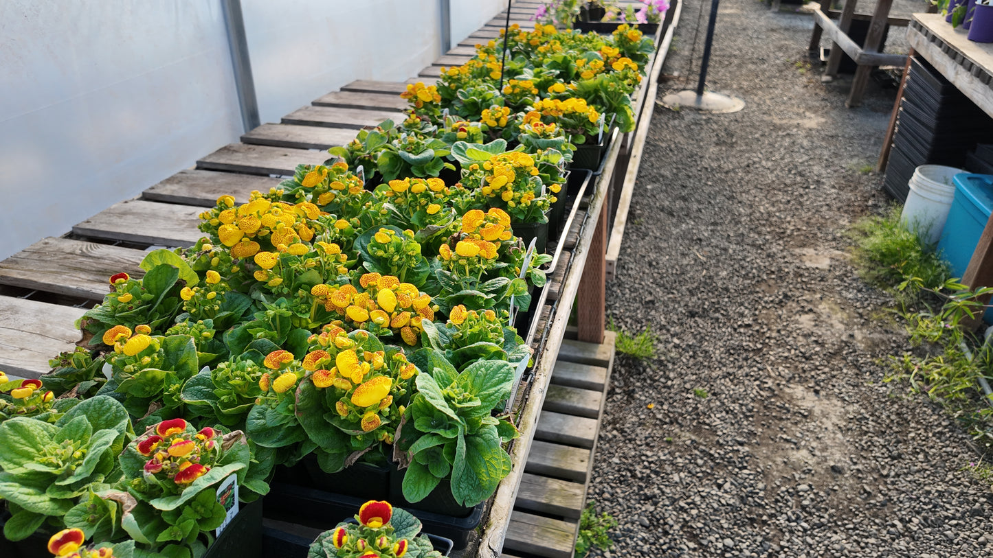 Calceolaria Dainty Yellow Spotted Seeds 50 Pelleted Purse Plant Seeds