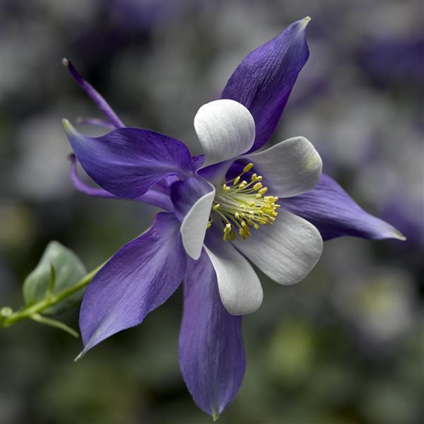 Aquilegia Seeds 25 Aquilegia Kirigami Deep Blue And White Columbine Seeds Perennial Seeds