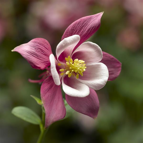 Aquilegia Seeds 25 Aquilegia Kirigami Rose Pink Columbine Seeds Perennial Seeds