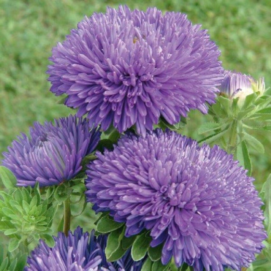 100 Aster Seeds Aster Gala Blue Bee Flowers