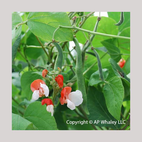 Painted Lady Runner Bean Seeds 15 Seeds Bicolor Blooms & Edible Beans