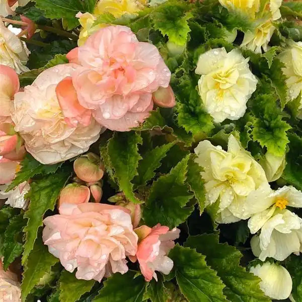 flower close-up: “Close-up of Nonstop Joy Peaches and Dreams F1 begonia flowers with ruffled peach-pink and creamy yellow petals among green leaves