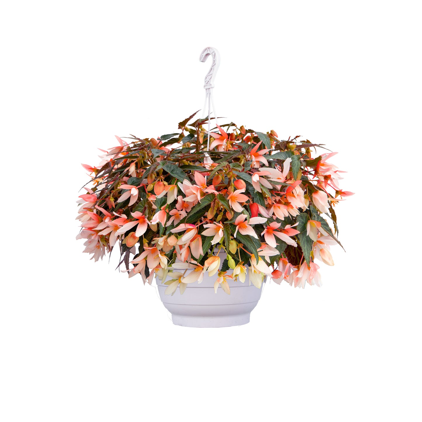 15 Pelleted Begonia Seeds Begonia Groovy Salmon Bicolor Trailing Begonia