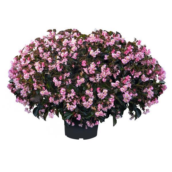 Begonia Seeds Stonehedge Light Pink Bronze Leaf Pelleted Seeds