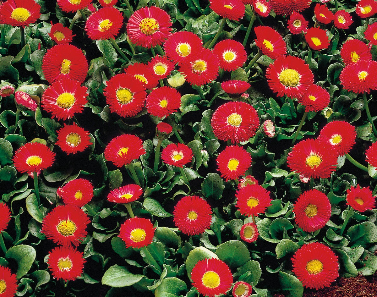 galaxy flower seeds English Daisy | Bellis Seeds
