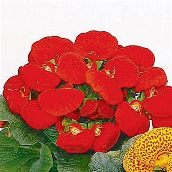 Calceolaria Dainty Red Seeds 50 Pelleted Purse Plant Seeds