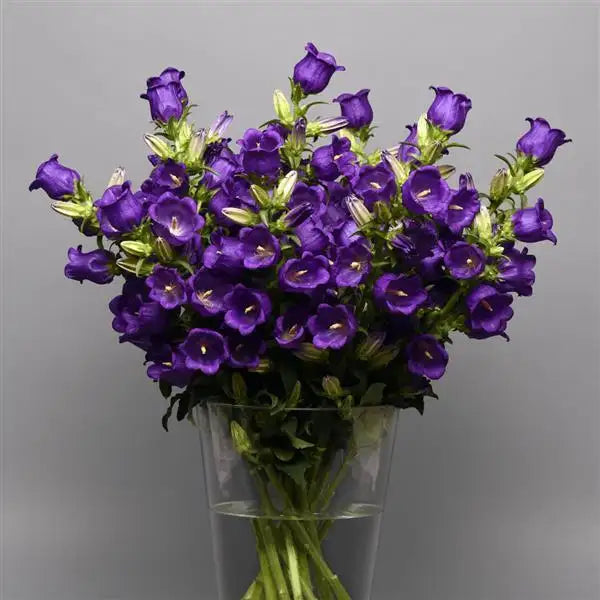 Campanula Campana Deep Blue flower stems in a glass vase
