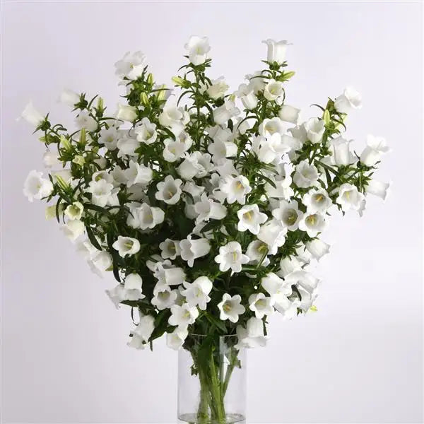 Campanula Campana White flower stems in a glass vase⠋