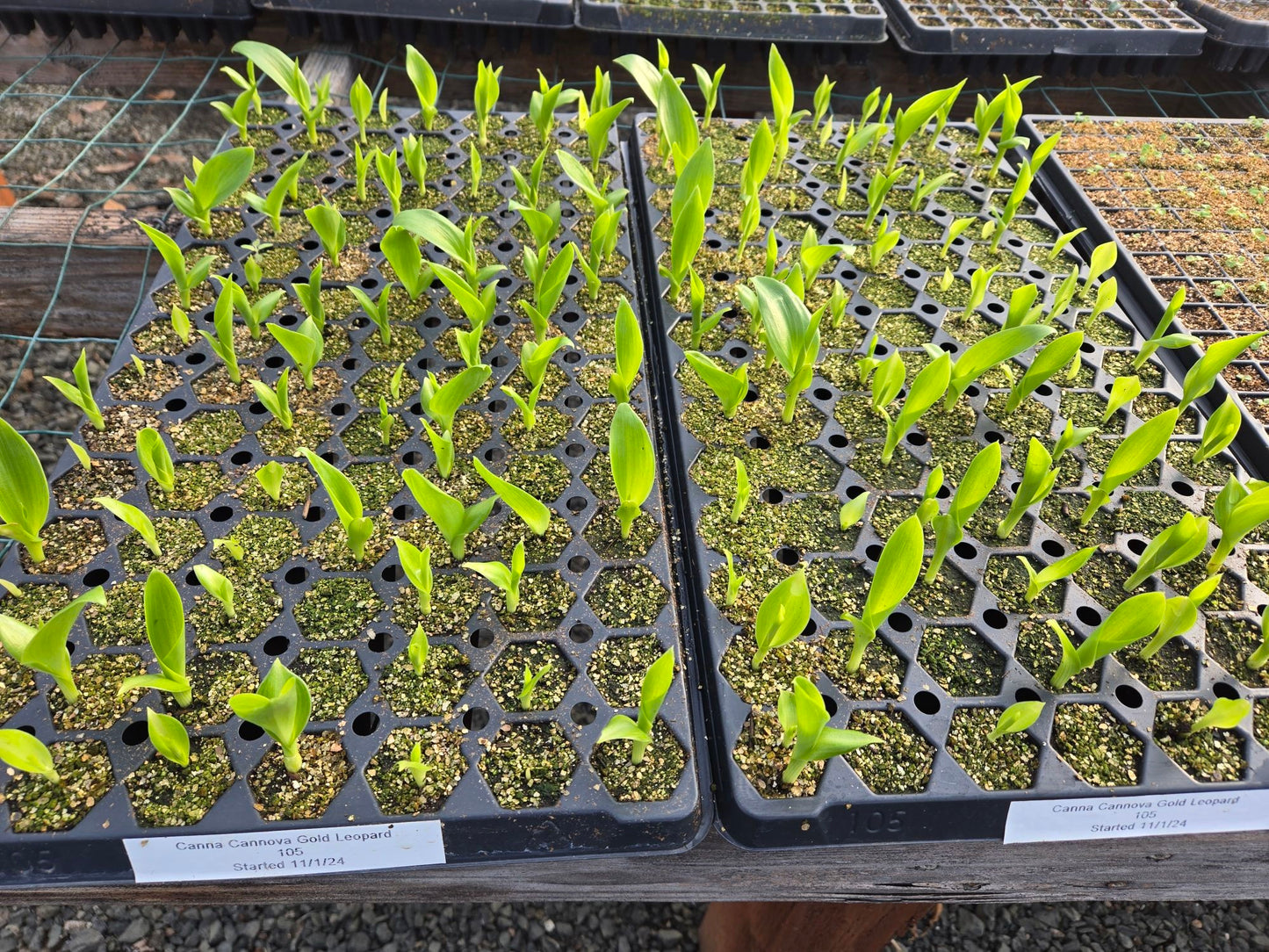 25 Canna Seeds Cannova® Gold Leopard