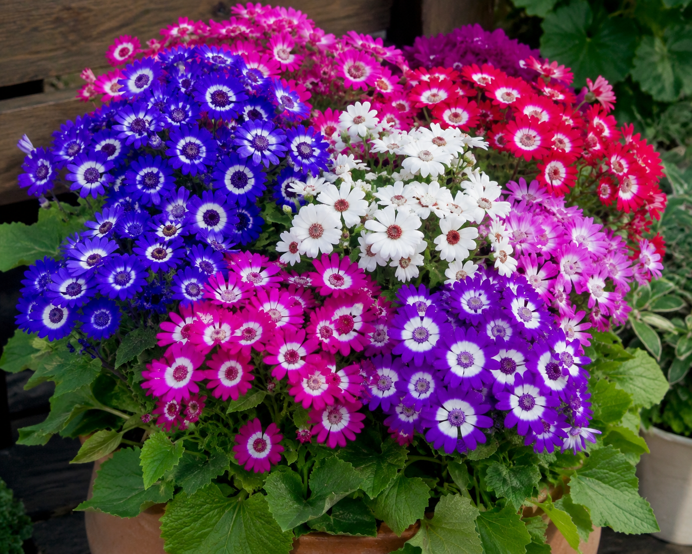Cineraria Seeds Resort Mix 50 Seeds Pericallis Seeds