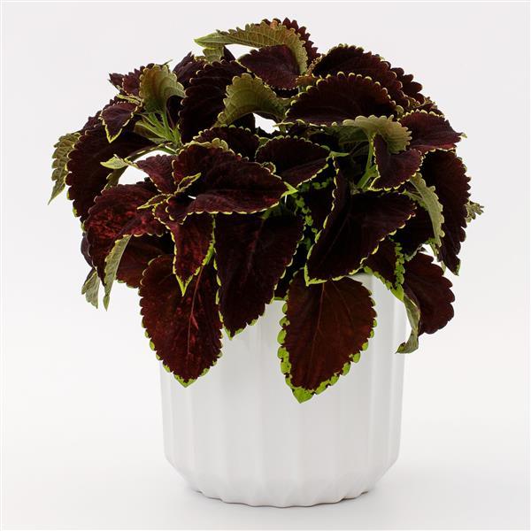 Coleus Mezmerize Chocolate Lime – 25 Pelleted Coleus Seeds
