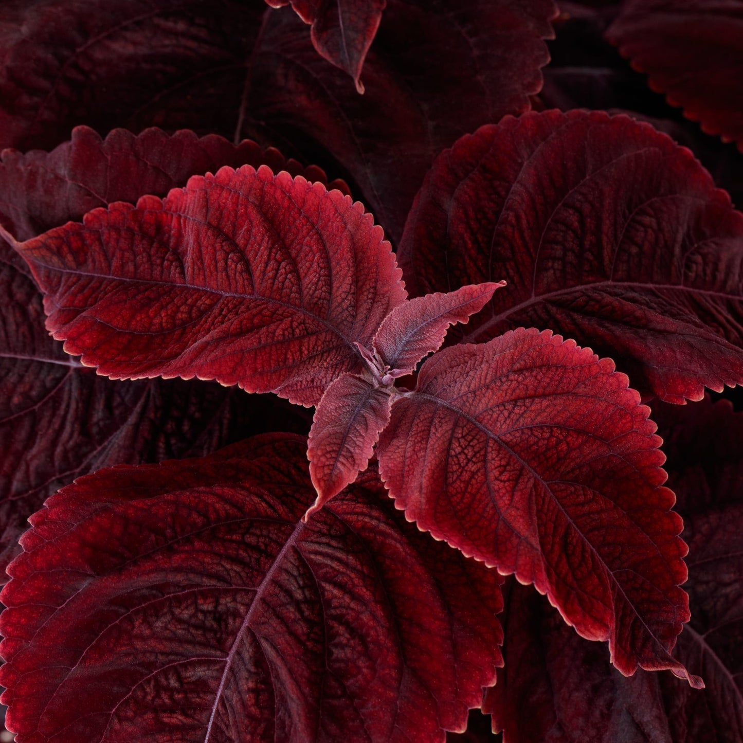 Coleus Mezmerize Rusty Red – 25 Pelleted Coleus Seeds