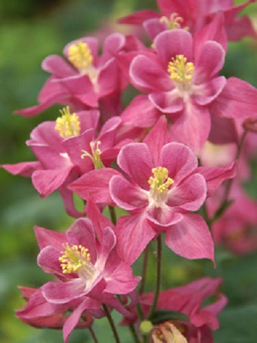25 Columbine Seeds Aquilegia Winky Single Rose