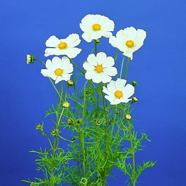 blue cosmos flower seeds Cosmos Seeds | Afternoon White