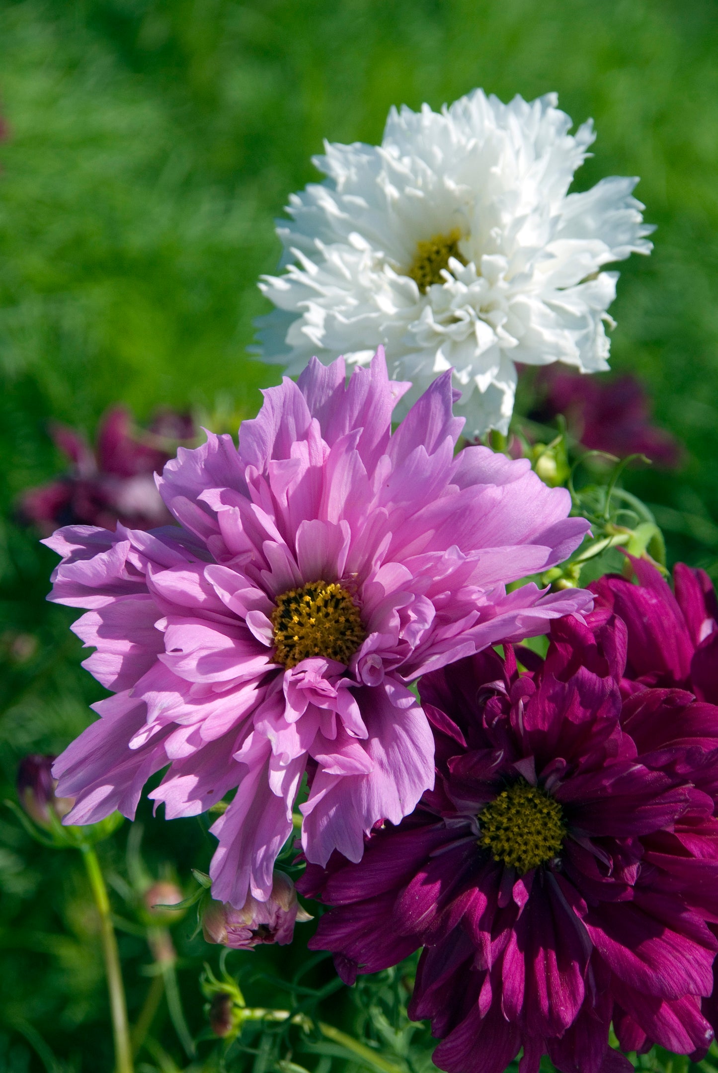 25 Cosmos Seeds Cosmos Double Click Mix