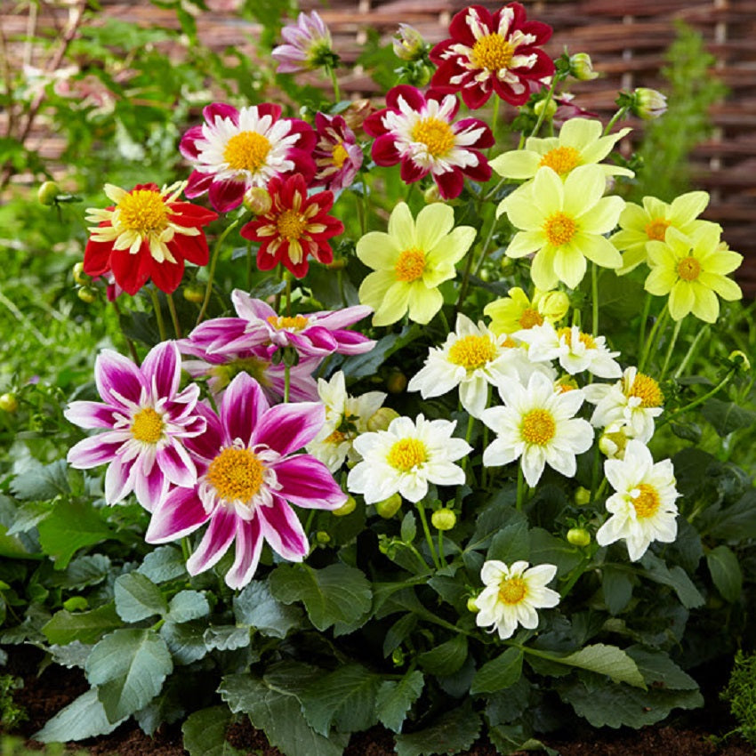 50 Seeds Dahlia Harlequin Semi Double Flower Seeds
