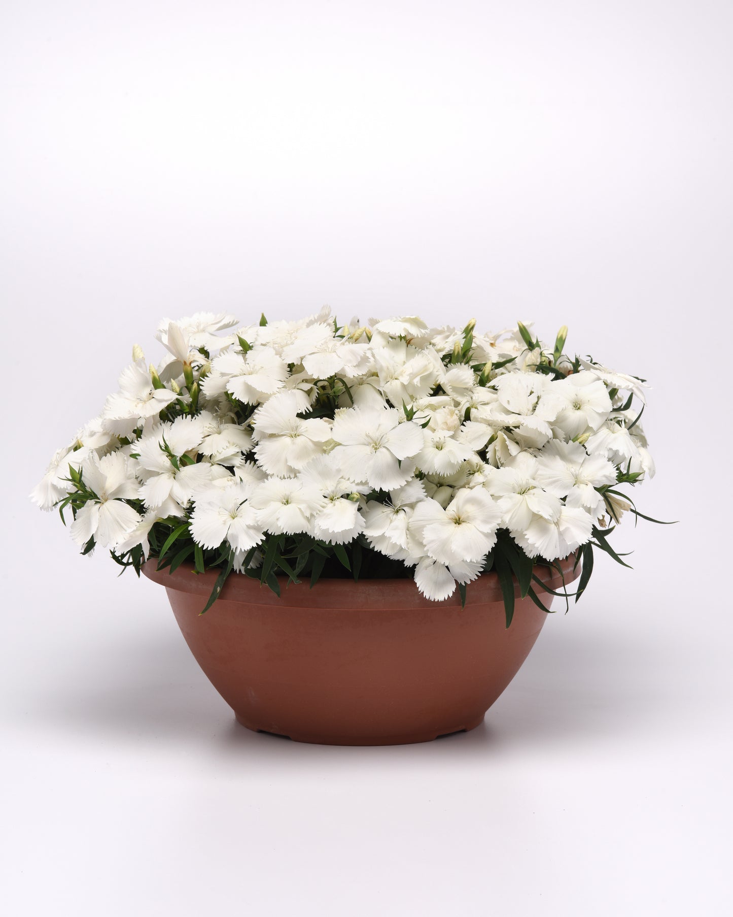 25 Pelleted Seeds Dianthus Coronet™ White Flower Seeds