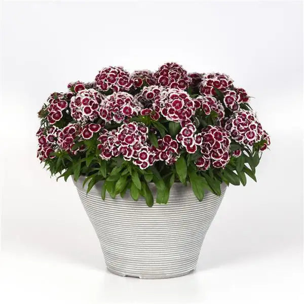 25 Pelleted Dianthus Seeds Dart Red White Picotee F1 Flower Seeds
