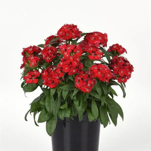 25 Pelleted Dianthus Seeds Dart Scarlet F1 Hybrid Flower Seeds