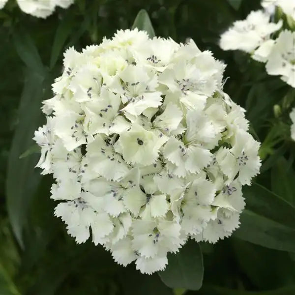 25 Pelleted Dianthus Seeds Dart White F1 Hybrid Flower Seeds