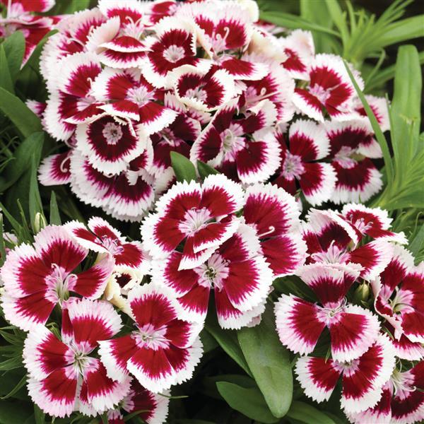 Dianthus Seeds Dianthus Diabunda Red Picotee 50 Pelleted Seeds