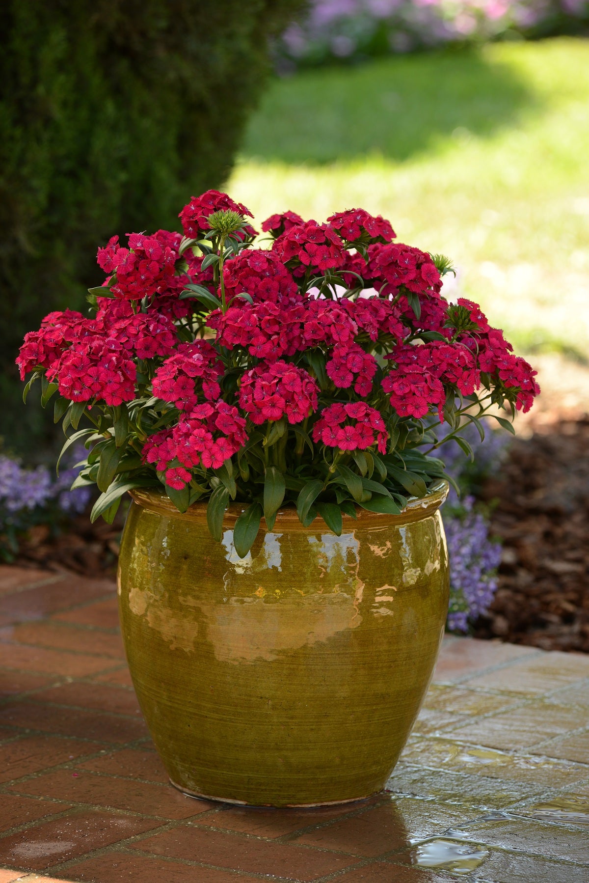 Jolt™ Cherry Dianthus Seeds 25 Pelleted Heat-Tolerant Flower Seeds