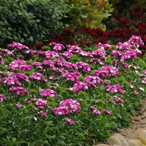 25 Pelleted Dianthus Seeds Dash™ Magician – Fragrant Cut Flower Seeds