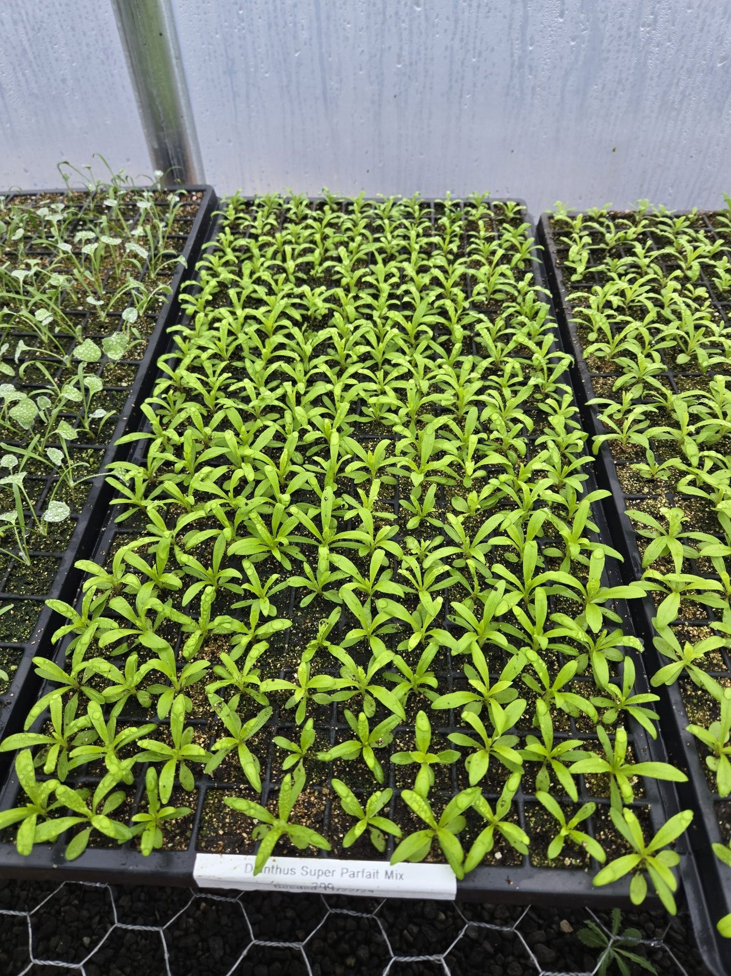 50 Pelleted Dianthus Seeds Super Parfait Mix