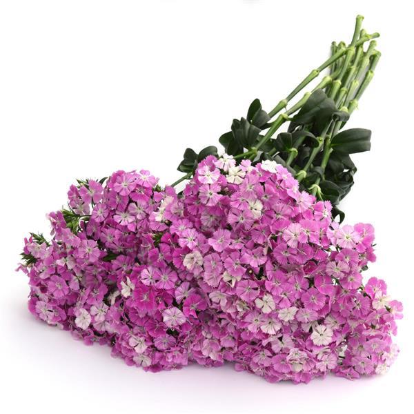 lavender plant seeds amazon 25 Pelleted Dianthus Seeds Amazon ™ Lavender Magic – trailingpetunia.com