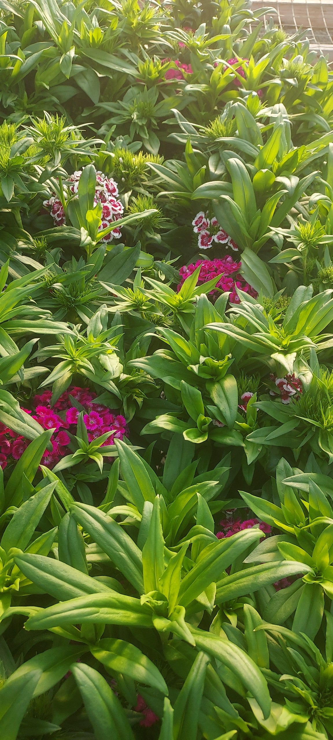 50 Dianthus Seeds Dianthus Barbarini Mix Perennial Seeds