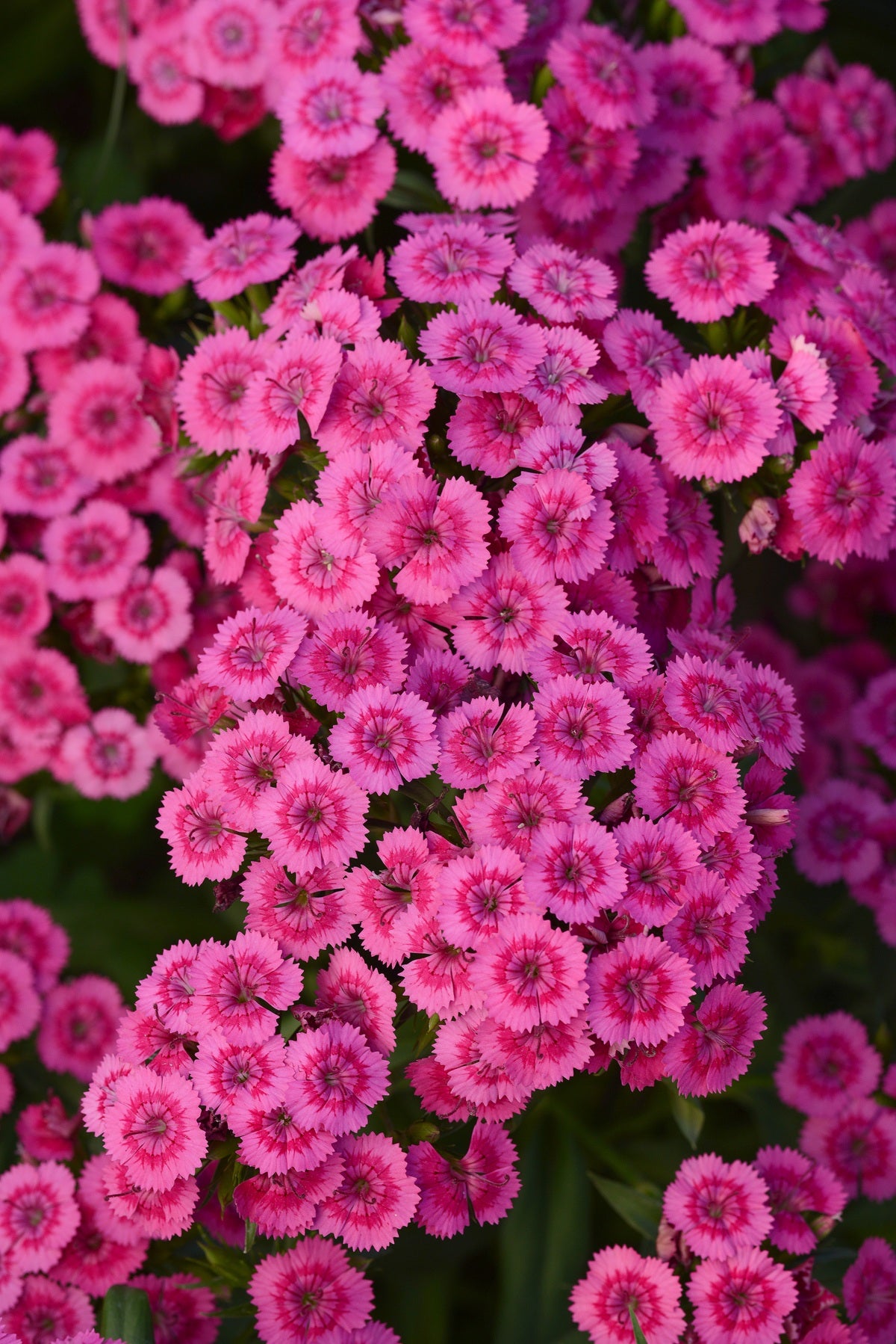 Jolt™ Pink Interspecific Dianthus Seeds 25 Pelleted Heat-Tolerant Flower Seeds